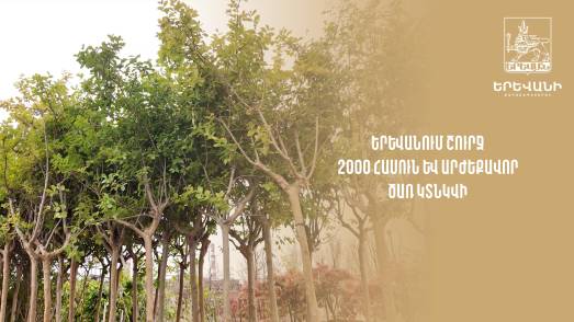 Երևանում շուրջ 2000 հասուն և արժեքավոր ծառ կտնկվի