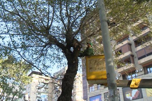 Կմշակվի ծառերի խնամքի մեկ ընդհանուր հայեցակարգ՝ ողջ քաղաքի համար