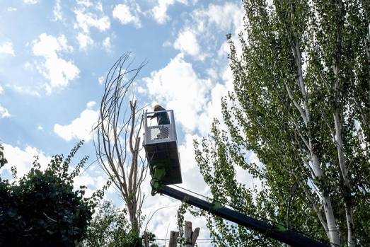 2024թ. կհեռացվի կենսունակությունը կորցրած 1250 ծառ