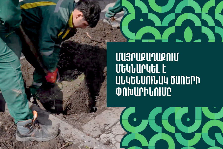 Replacement of non-viable trees started in Yerevan