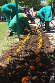 Մայրաքաղաքը կզարդարեն շուրջ 2 միլիոն ծաղիկներ