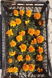 Մայրաքաղաքը կզարդարեն շուրջ 2 միլիոն ծաղիկներ