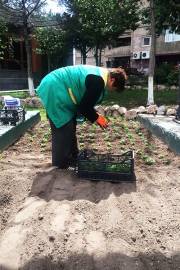 Մայրաքաղաքը կզարդարեն շուրջ 2 միլիոն ծաղիկներ