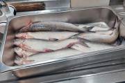 More than 300 kg of Whitefish sold in streets of Yerevan confiscated